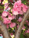 Peach blossom Royalty Free Stock Photo