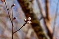 Peach Blossom flowering peach in a sunny day close up