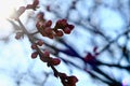 Peach Blossom flowering in spring wallpaper