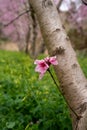 Peach blossom. Flowering tree. pink and green color Royalty Free Stock Photo