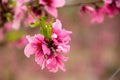 Peach blossom. Flowering tree. pink and green color Royalty Free Stock Photo