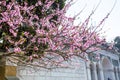 Peach blossom flowers in spring in Mount Luojia, which lies in the Lotus Sea to the southeast of Putuo Mountain, Zhoushan,