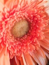 Peach blossom gerbera flower close-up for postcards