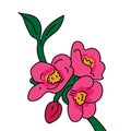 Peach blossom illustration vector isolated