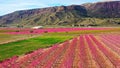 Peach blossom in Jumilla in the Murcia region in Spain