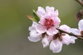 PeachÃ¯Â¼ËPrunus persicaÃ¯Â¼â°