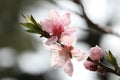 PeachÃ¯Â¼ËPrunus persicaÃ¯Â¼â°