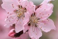 PeachÃ¯Â¼ËPrunus persicaÃ¯Â¼â°