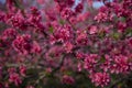 A peach blossom in the park in spring