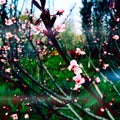 peach blossom Royalty Free Stock Photo