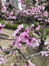 A peach blossom presses a begonia.