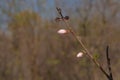 peach blossom sapling Royalty Free Stock Photo