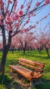 the peach blossom season in a park adorned with simple and natural wooden benches, nestled under the blooming peach Royalty Free Stock Photo