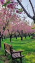 the peach blossom season in a park adorned with simple and natural wooden benches, nestled under the blooming peach Royalty Free Stock Photo