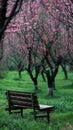 the peach blossom season in a park adorned with simple and natural wooden benches, nestled under the blooming peach Royalty Free Stock Photo