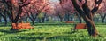 the peach blossom season in a park adorned with simple and natural wooden benches, nestled under the blooming peach Royalty Free Stock Photo