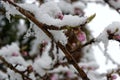 Peach blossom after snowfall Royalty Free Stock Photo