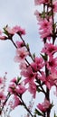 Peach Blossom Special - Southern California Garden