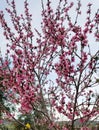 Peach Blossom Special - Southern California Garden