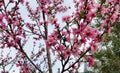 Peach Blossom Special - Southern California Garden