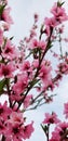 Peach Blossom Special - Southern California Garden