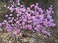 Peach blossom at spring Royalty Free Stock Photo