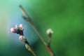 Peach Blossom In the Sunny Early Spring Garden Royalty Free Stock Photo