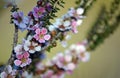 Peach blossom Tea Tree flowers, Leptospermum squarrosum Royalty Free Stock Photo