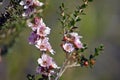 Peach blossom Tea Tree flowers Leptospermum squarrosum Royalty Free Stock Photo