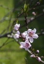 Peach blossom. Tree branch with peach buds and flowers on green. Royalty Free Stock Photo