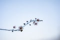 Peach blossom in warm winter