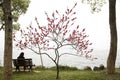 Peach blossom and west lake at Hangzhou