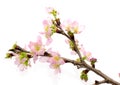 Peach blossom in a white background Royalty Free Stock Photo