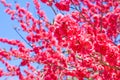 Peach blossoms Royalty Free Stock Photo