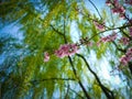 The Peach blossoms Royalty Free Stock Photo