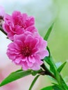 Peach blossoms Royalty Free Stock Photo