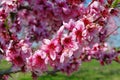 Peach blossoms Royalty Free Stock Photo