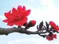 Peach blossoms Royalty Free Stock Photo