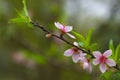 Peach blossoms Royalty Free Stock Photo