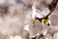 Peach blossoms