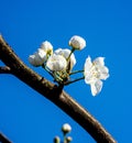 Peach blossoms blooming in spring Royalty Free Stock Photo