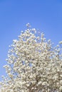 Peach blossoms blooming under the blue sky in spring Royalty Free Stock Photo