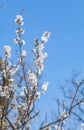 Peach blossoms blooming under the blue sky in spring Royalty Free Stock Photo
