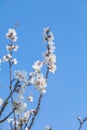Peach blossoms blooming under the blue sky in spring Royalty Free Stock Photo