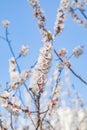 Peach blossoms blooming under the blue sky in spring Royalty Free Stock Photo