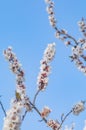 Peach blossoms blooming under the blue sky in spring Royalty Free Stock Photo