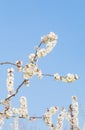Peach blossoms blooming under the blue sky in spring Royalty Free Stock Photo