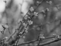 Peach Blossoms - Black and White