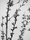 Peach Blossoms - Black and White