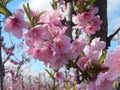 Peach Blossoms 1